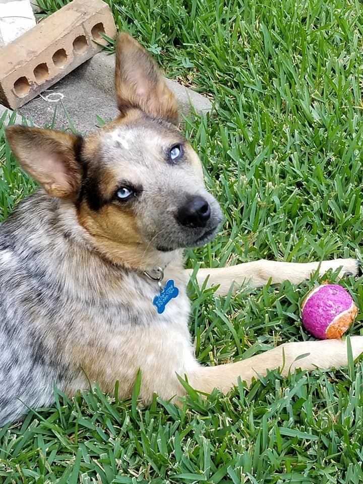 Dog with ball on grass